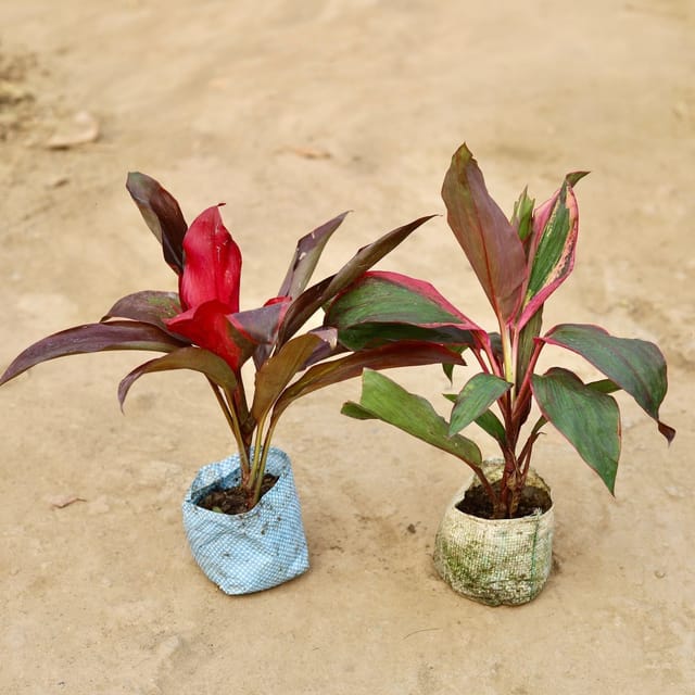 Image Gallery
