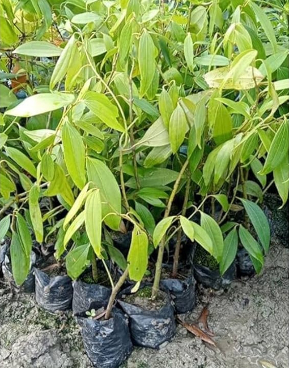 Image Gallery