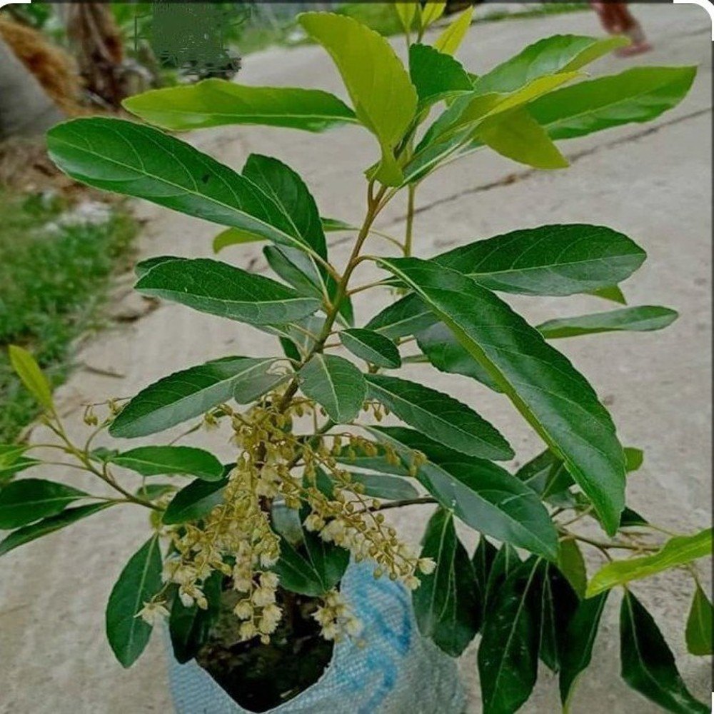Image Gallery