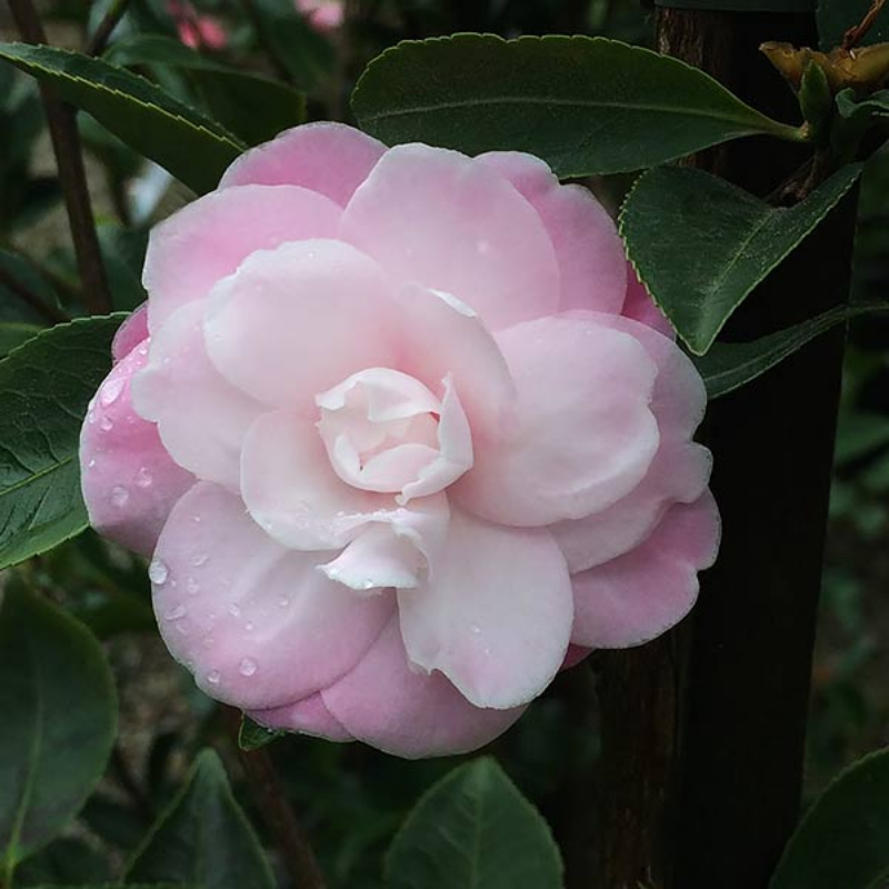 Image Gallery